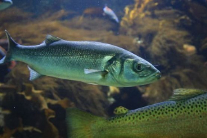 Волзька оселедця Волзька оселедця